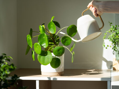 softened-water-for-plants