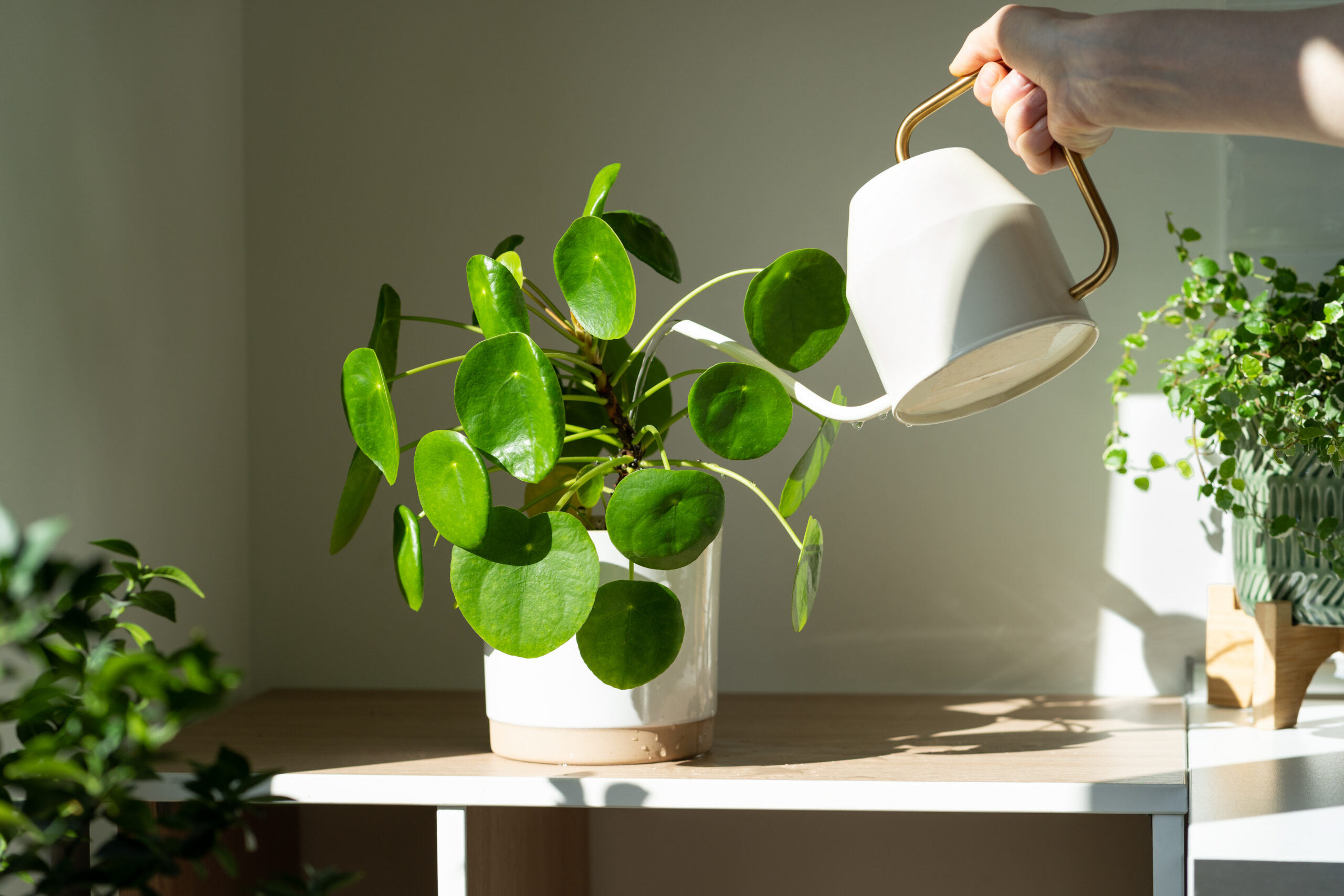 macrame plant hanger kit DIY Macrame Plant Hanger Kit main image 1